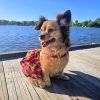 Hawaiian Sunset Harness Dress/Leash combo